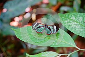 Macro photography of transparent wings butterfly photo