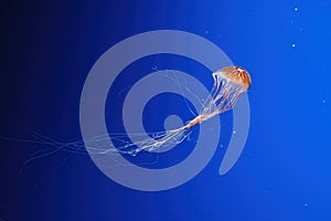 macro photography underwater northern sea nettle or brown jellyfish jellyfish