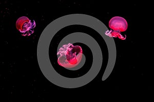 Macro photography underwater rhizostoma luteum jellyfish