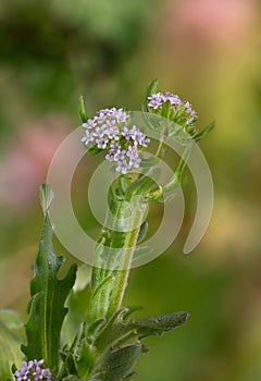 Macro photography of a Valerianella discoidea