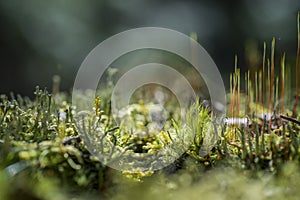 Macro photography of various mosses