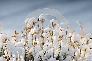 macro photography of vegetation covered with snow