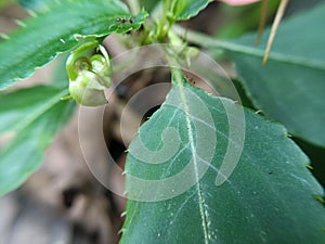 Macro photography for wallpaper background of flowers and green plants in tropical rainforests