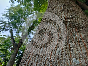 Macro photography for wallpaper background of large tree trunks in tropical rainforests