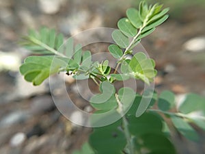 macro photography for wallpaper backgrounds of flowers and green plants in tropical rainforests