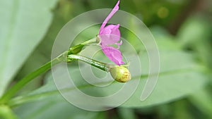 macro photography for wallpaper backgrounds of flowers and green plants in tropical rainforests of Asia