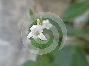 macro photography for wallpaper backgrounds of flowers and green plants in tropical rainforests of Asia