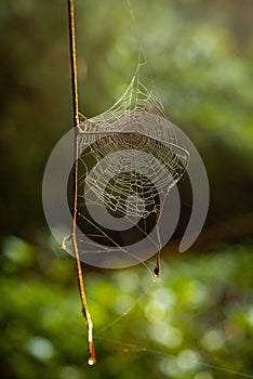 Macro photography of water drops on a beautiful cobweb in backlight, with small leaves of the plant where it hangs green 2