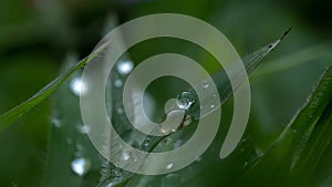 Macro Photography of Water Drops on Grass