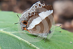 Macro photography of a water hairstreak butterfly