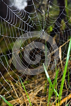 Water droplets on spider web. Slovakia