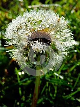 Macro photography of wet dandelion seeds