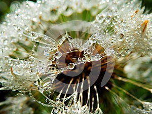 Macro photography of wet dandelion seeds