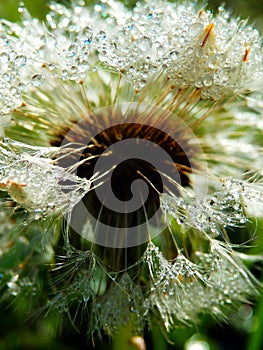 Macro photography of wet dandelion seeds