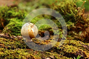 Macro photography. White mushroom. Moss. photo