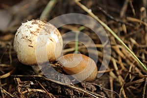 Macro photography. White mushroom. Slug photo