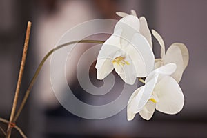 Macro photography of White Orchid .