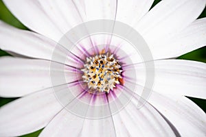 Macro photography of a white osteopermum african daisy