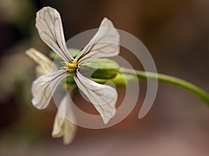 Macro photography of a white radish flower