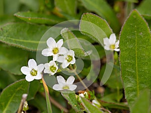 Macro photography of a wild flower - Saxifraga androsacea