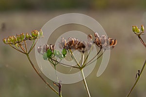 Macro photography of the wild fennel flower in Menorca. Foeniculum vulgare. Mediterranean flower. Abstract Photo of nature