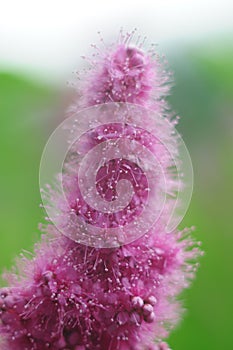 Macro photography of a wild flower