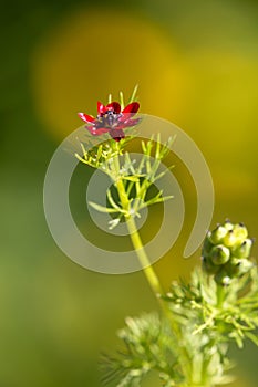 Macro photography of a wild flower - Adonis annua