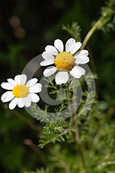 Macro photography of a wild flower - Anacyclus clavatus photo