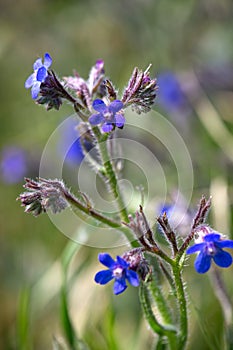 Macro photography of a wild flower - Anchusa azurea photo