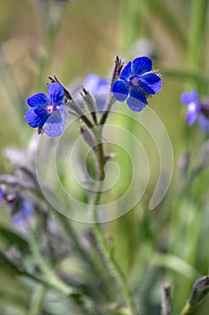 Macro photography of a wild flower - Anchusa azurea photo