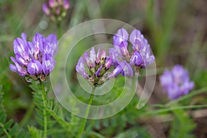 Macro photography of a wild flower - Astragalus pelecinus