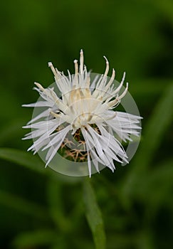 Macro photography of a wild flower - centaurea aspera photo