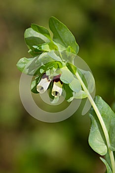 Macro photography of a wild flower - Cerinthe major photo
