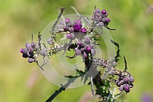 Macro photography of a wild flower - Cirsium palustre photo