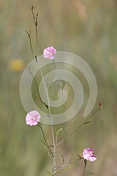 Macro photography of a wild flower - Convolvulus cantabrica photo