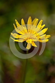 Macro photography of a wild flower - Crepis setosa