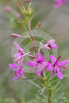 Macro photography of a wild flower - Epilobium dodonae