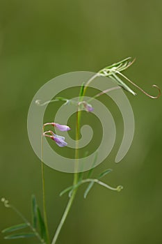 Macro photography of a wild flower - Ervum gracile
