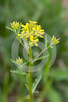 Macro photography of a wild flower - Erysimum cheiranthoides