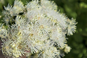 the the Macro photography of a wild flower (Eupatorium cannabinum)