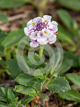 Macro photography of a wild flower - Phyla nodiflora photo