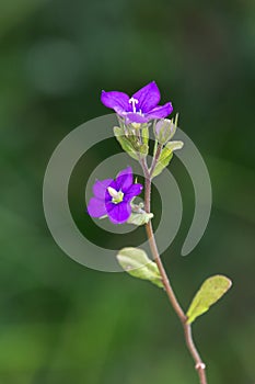 Macro photography of a flower - Legousia speculum veneris photo