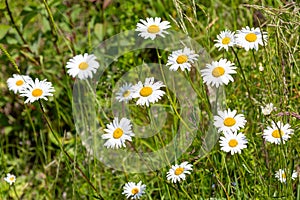 Macro photography of a flower - Leucanthemum graminifolium photo