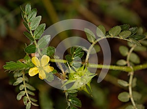 Macro photography of a wild flower - Tribulus terrestris photo