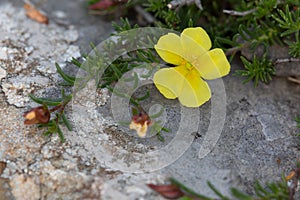 Macro photography of a wild flower - Fumana procumbens photo