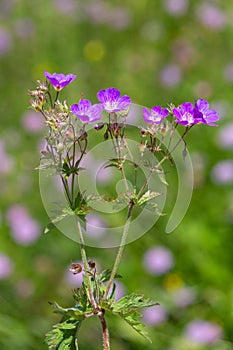 Macro photography of a wild flower - Geranium sylvaticum