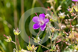 Macro photography of a wild flower - Geranium sylvaticum