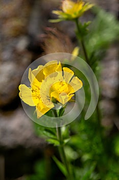 Macro photography of a wild flower - Geum montanum