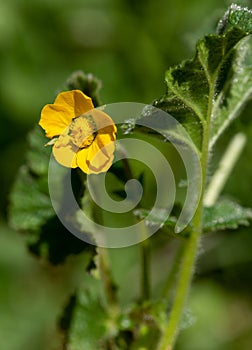 Macro photography of a wild flower - Geum sylvaticum