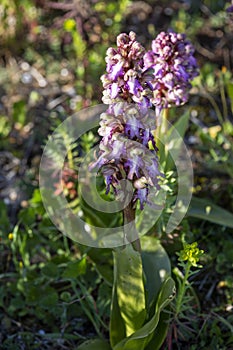 Macro photography of a wild flower - Himantoglossum robertianum